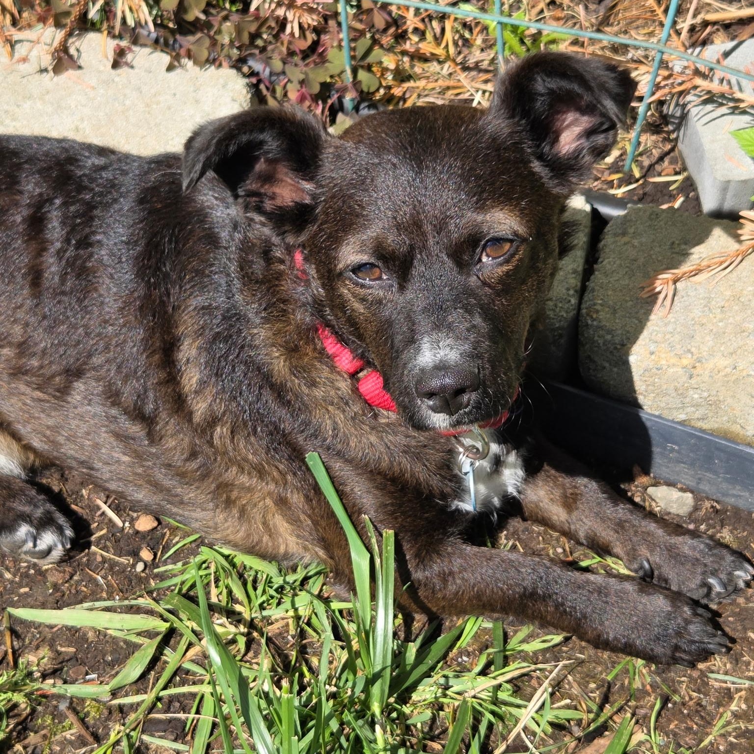 Enlarge Casey is in Portland!!, a Adoptable Mixed Breed in Portland, OR image 6/6