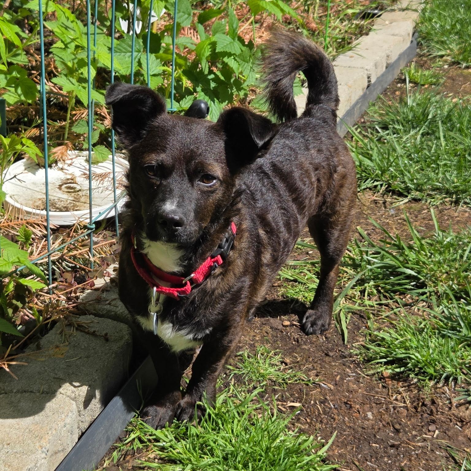 Enlarge Casey is in Portland!!, a Adoptable Mixed Breed in Portland, OR image 1/6