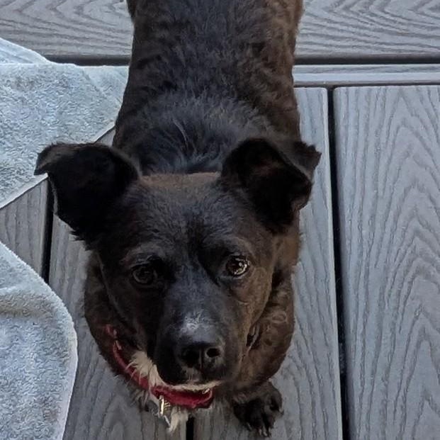 Enlarge Casey is in Portland!!, a Adoptable Mixed Breed in Portland, OR image 2/6