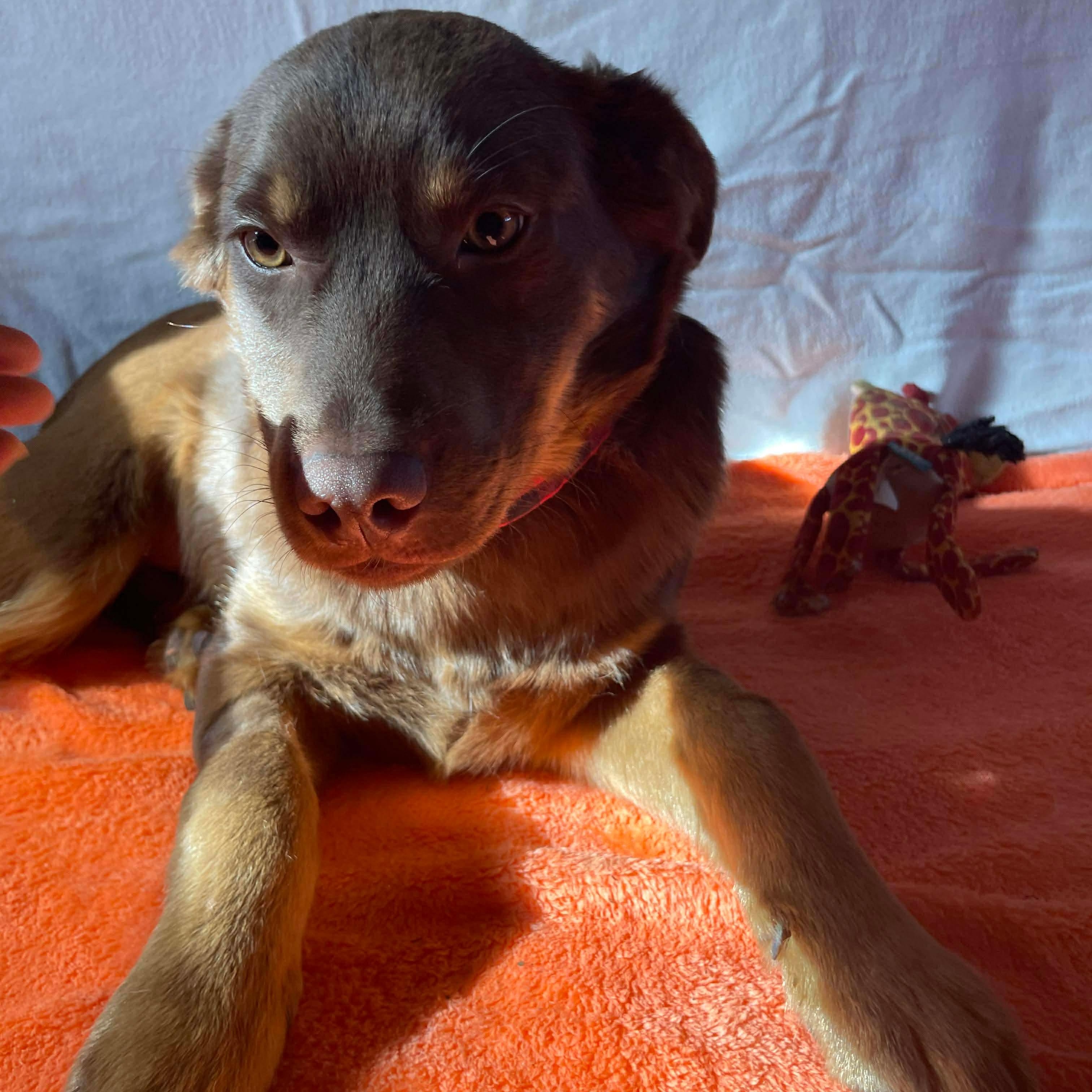 Tupper , a ADOPTABLE mixed breed in Jay, NY image 6/6