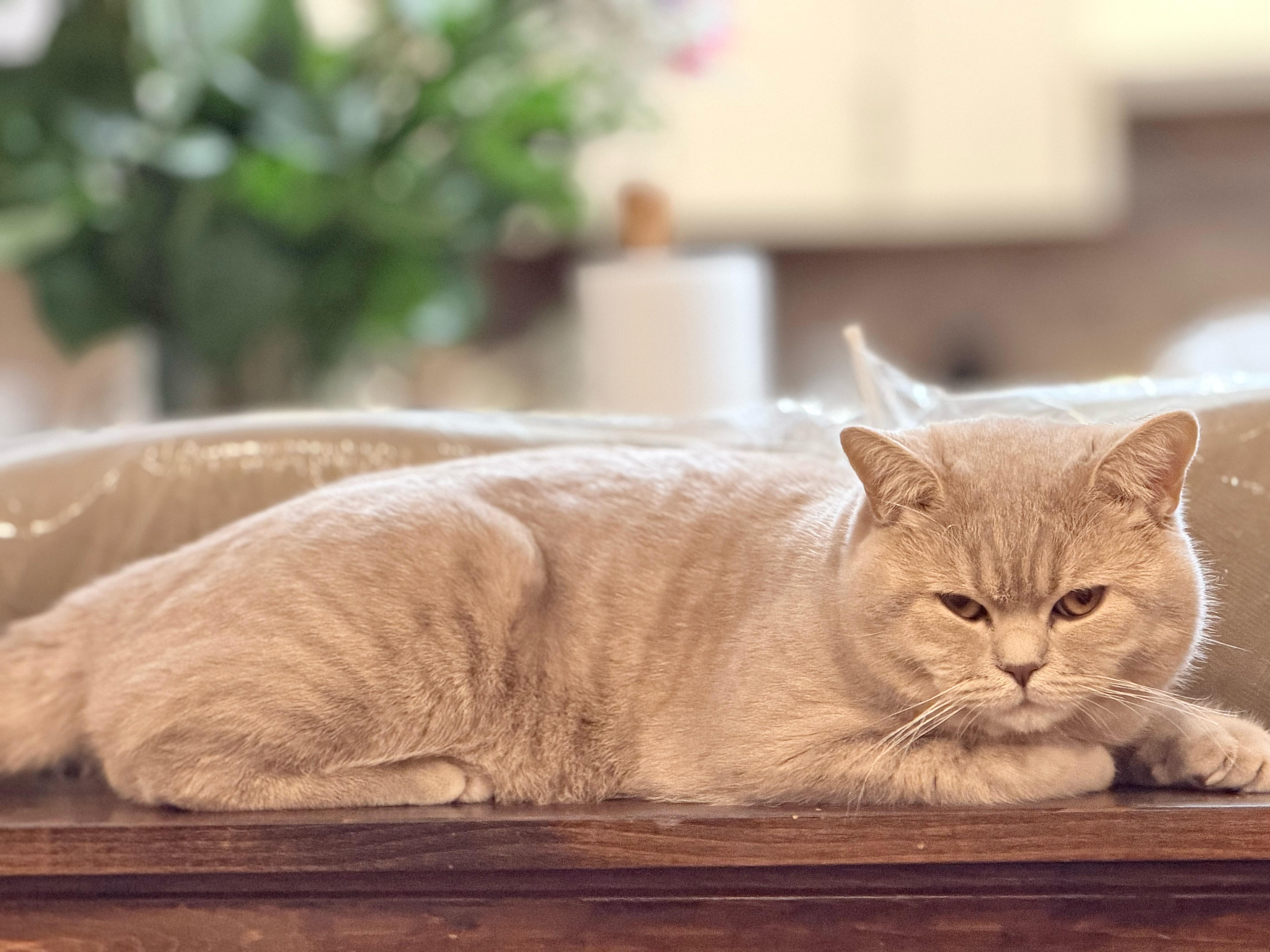 SANDY, adopted, Young Male British Shorthair.