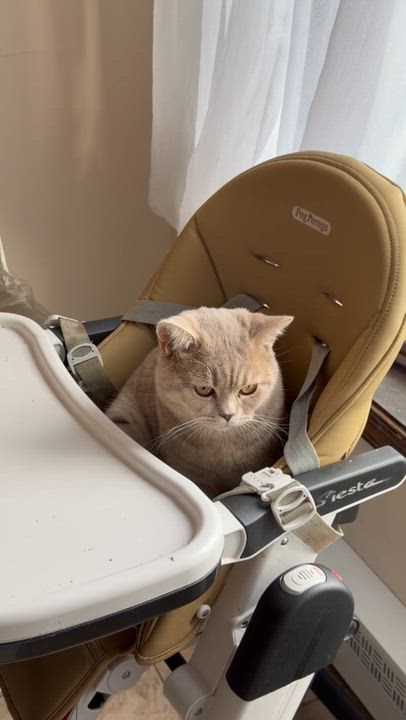 Enlarge SANDY, an adopted British Shorthair in Churchville, PA video 2/2