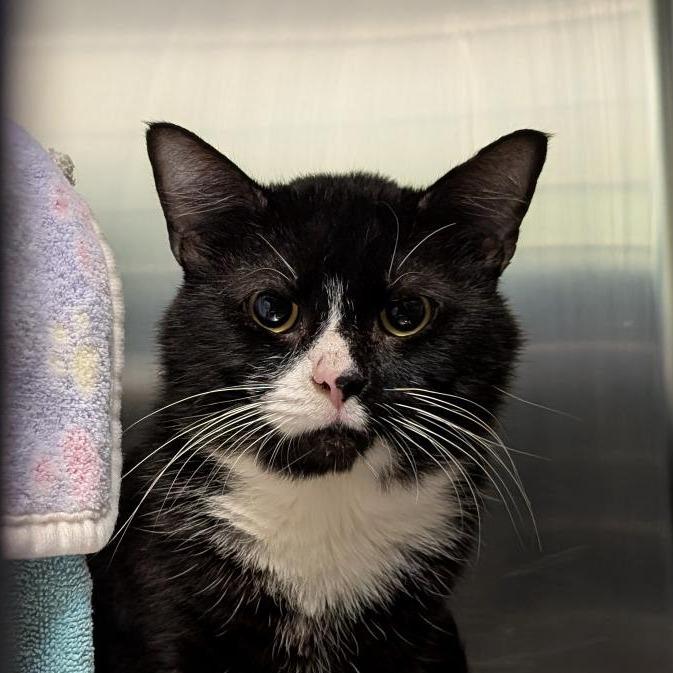 Sailor Cat Blue Moon, Adoptable, Adult Male Domestic Short Hair.
