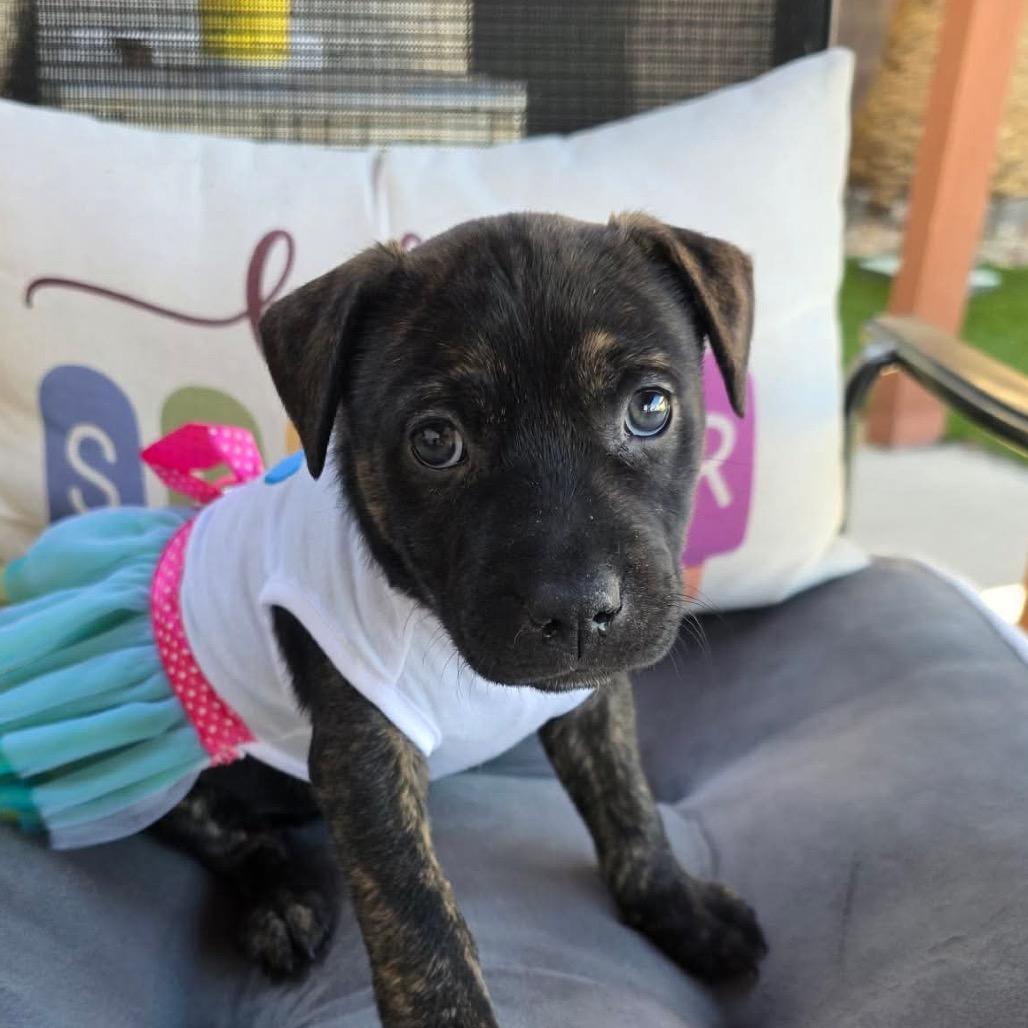Enlarge Rebecca RR NV, a Adoptable Pit Bull Terrier in Las Vegas, NV image 2/2