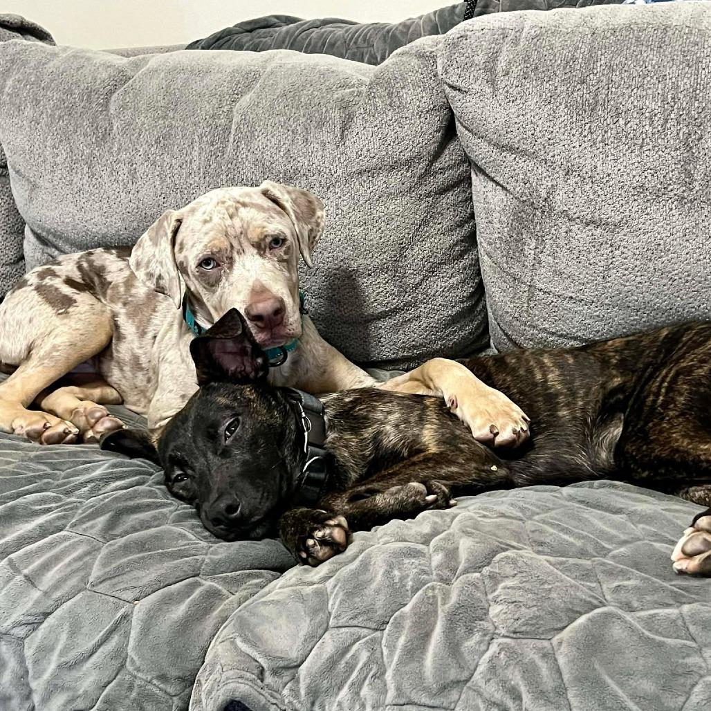 Checkers, Adoptable, Young Male Mixed Breed.