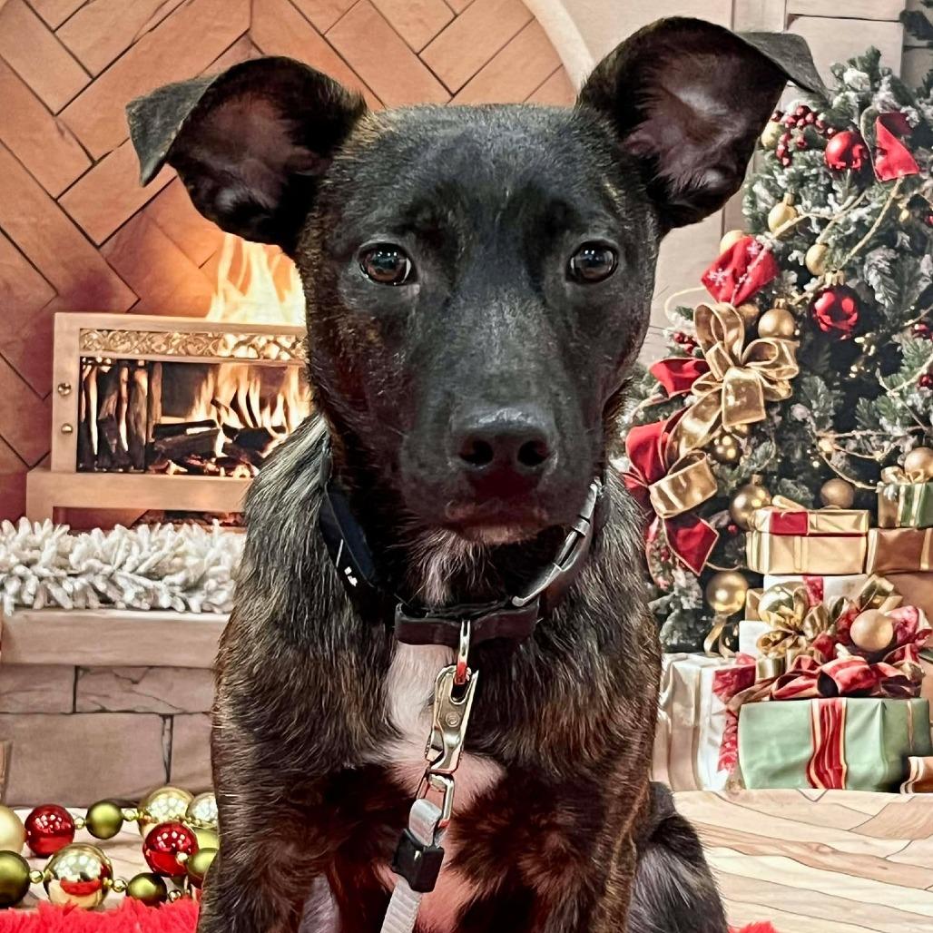 Checkers, Adoptable, Young Male Mixed Breed.