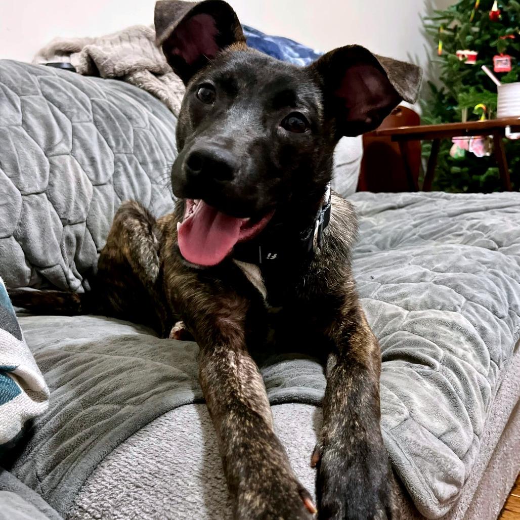 Enlarge Checkers, a Adoptable Mixed Breed in Clarksville, TN image 2/6