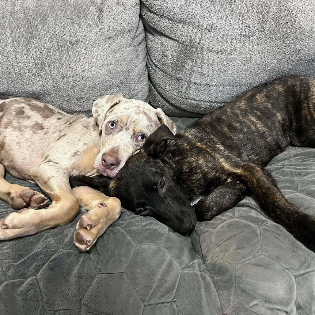 Enlarge Checkers, a Adoptable Mixed Breed in Clarksville, TN image 2/6