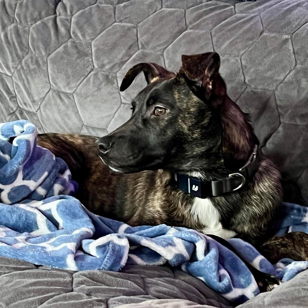 Enlarge Checkers, a Adoptable Mixed Breed in Clarksville, TN image 3/6