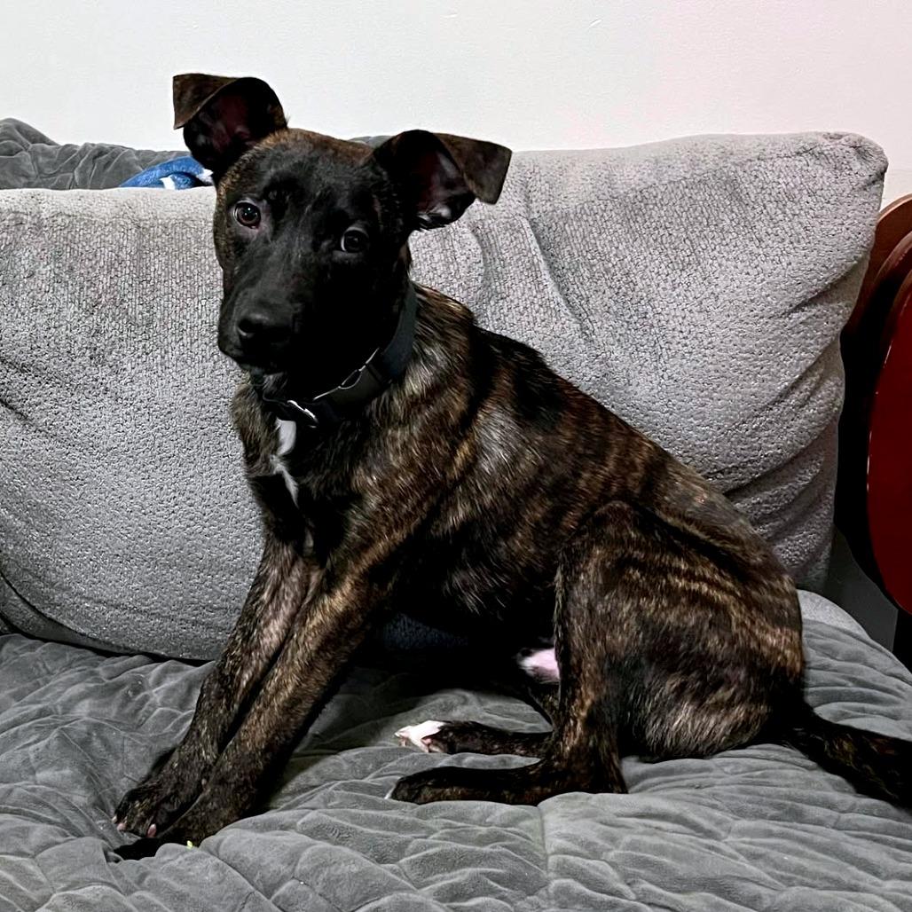 Enlarge Checkers, a Adoptable Mixed Breed in Clarksville, TN image 4/6