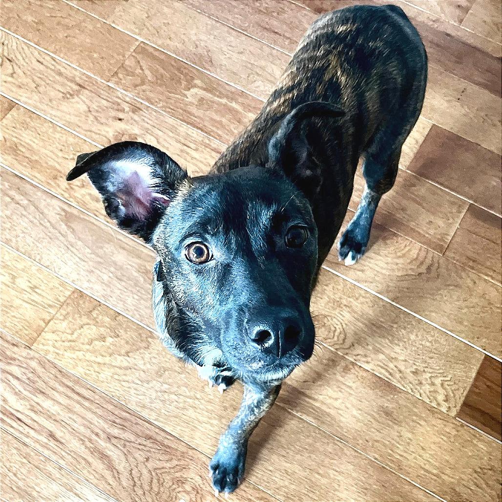 Enlarge Checkers, a Adoptable Mixed Breed in Clarksville, TN image 5/6