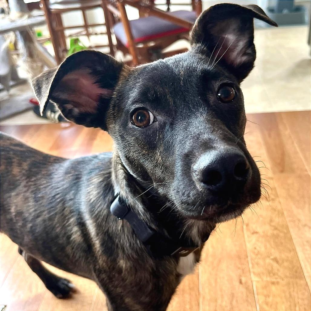 Enlarge Checkers, a Adoptable Mixed Breed in Clarksville, TN image 6/6