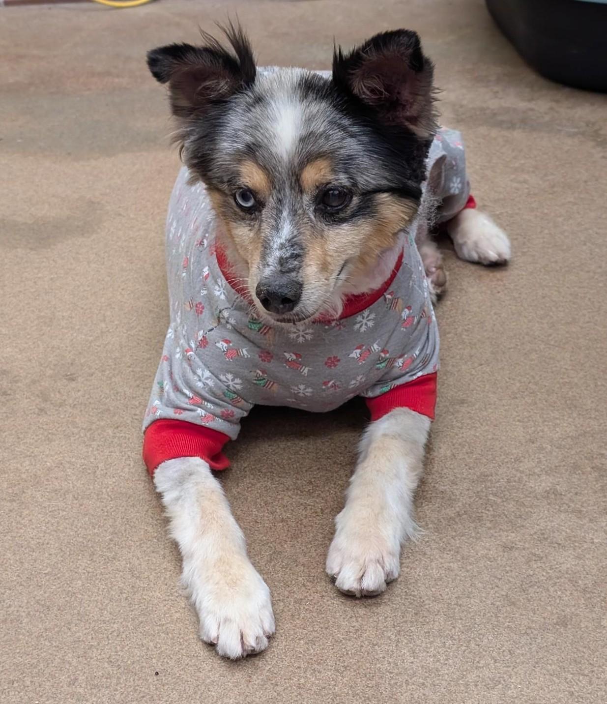 Chevy, adopted, Senior Male Australian Shepherd.