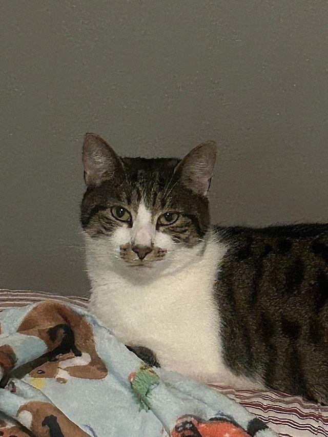 Enlarge Bozenka, a Adoptable Domestic Short Hair in Tampa, FL image 1/3