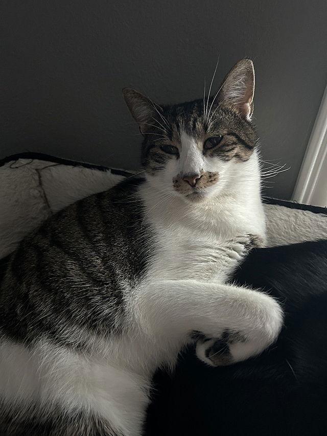 Enlarge Bozenka, a Adoptable Domestic Short Hair in Tampa, FL image 2/3