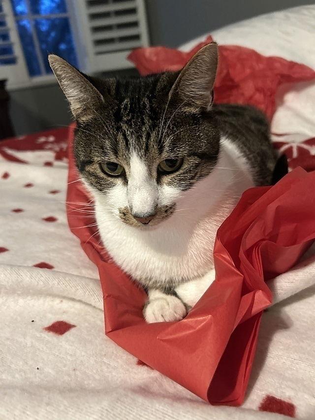 Enlarge Bozenka, a Adoptable Domestic Short Hair in Tampa, FL image 3/3