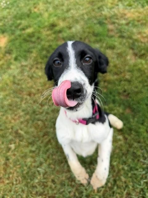 Duchess, ADOPTABLE, Young Female Cocker Spaniel.