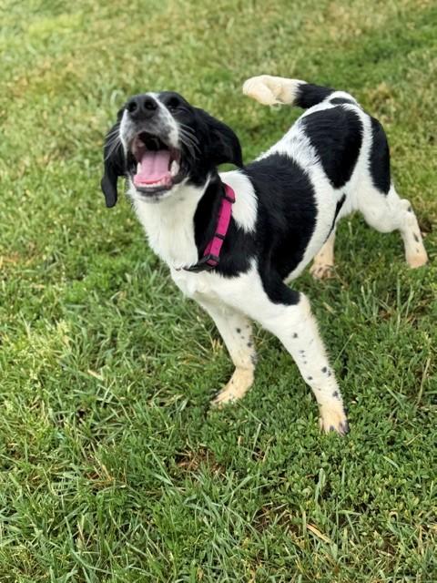 Duchess, a ADOPTABLE mixed breed in Augusta, WV image 3/4