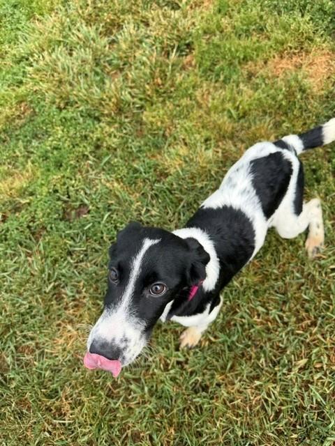 Duchess, a ADOPTABLE mixed breed in Augusta, WV image 4/4