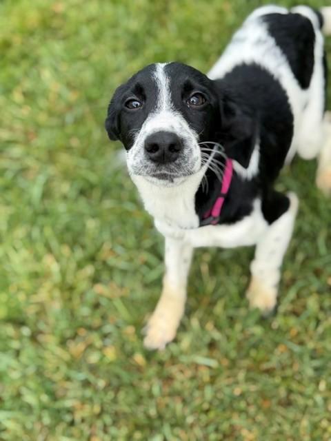 Duchess, a ADOPTABLE mixed breed in Augusta, WV image 2/4