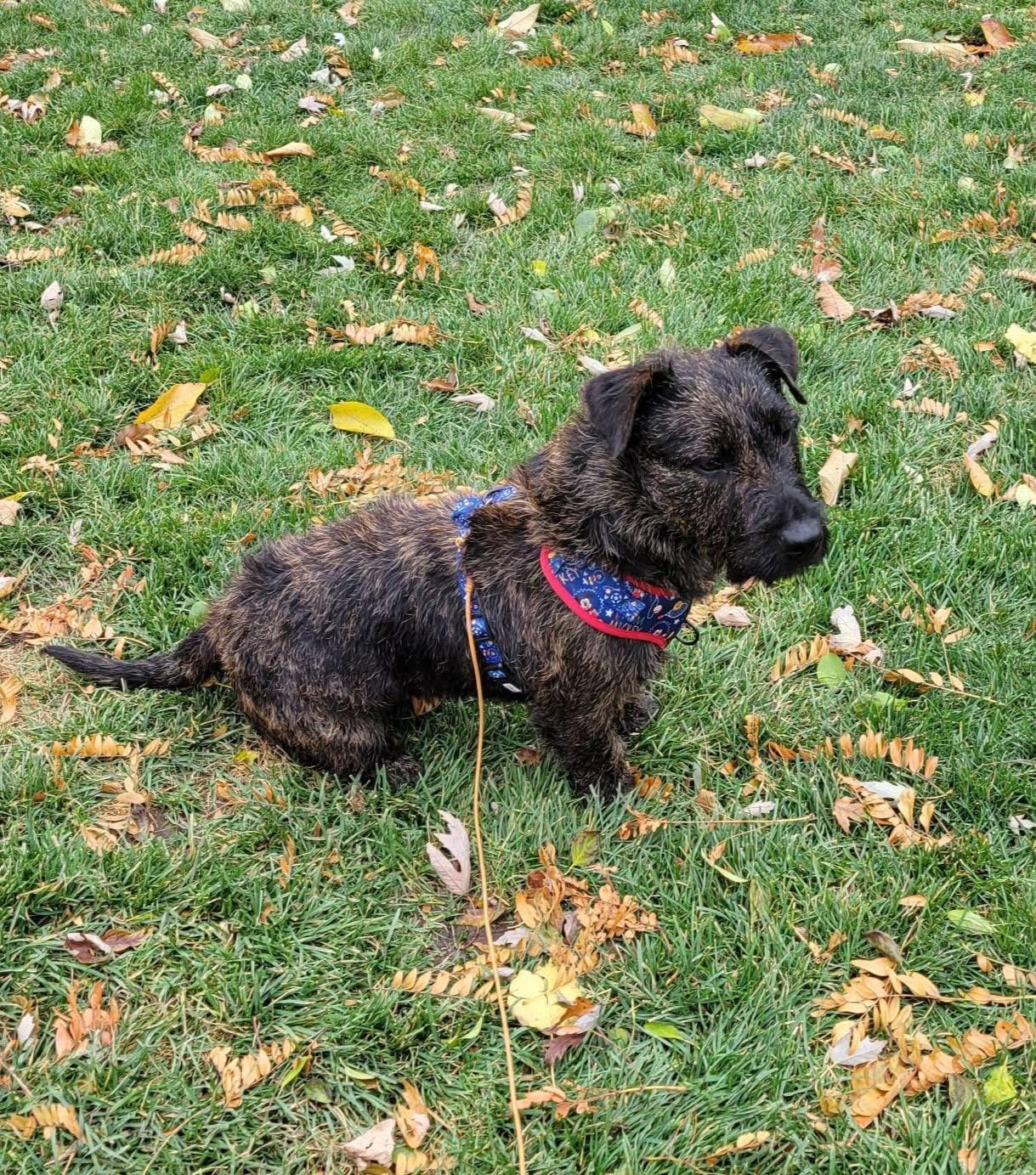 Enlarge Ayra, a ADOPTABLE mixed breed in Sugar Grove, IL image 1/4