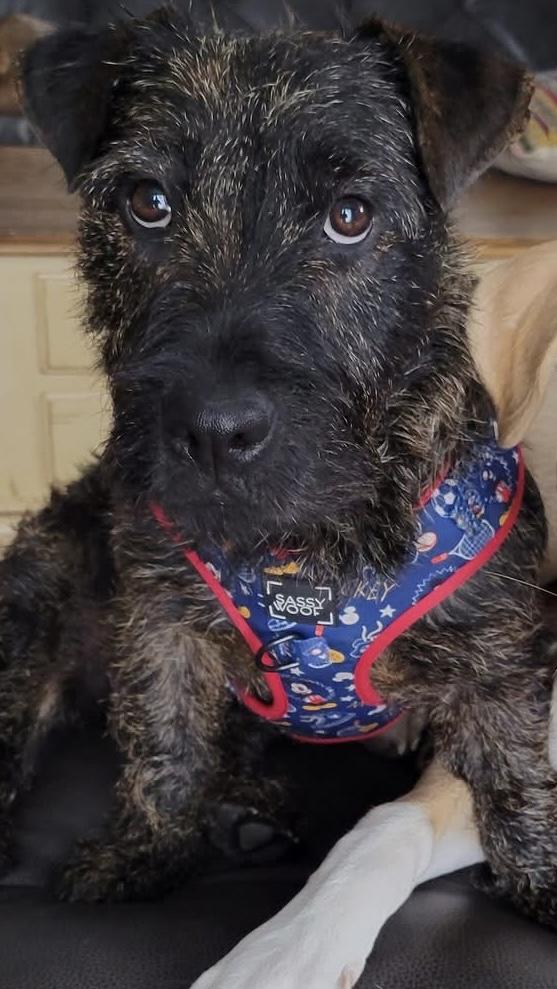 Enlarge Ayra, a ADOPTABLE mixed breed in Sugar Grove, IL image 2/4