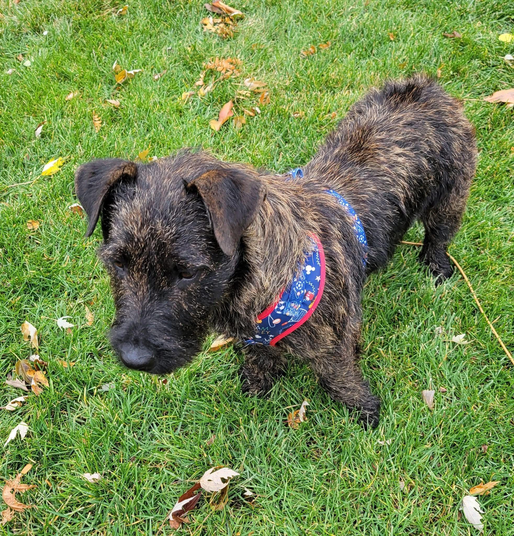 Enlarge Ayra, a ADOPTABLE mixed breed in Sugar Grove, IL image 3/4