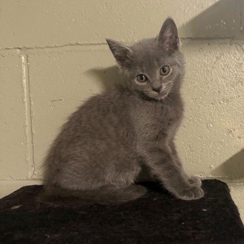 Enlarge Zora, a Adoptable Domestic Short Hair in Toms River, NJ image 2/5