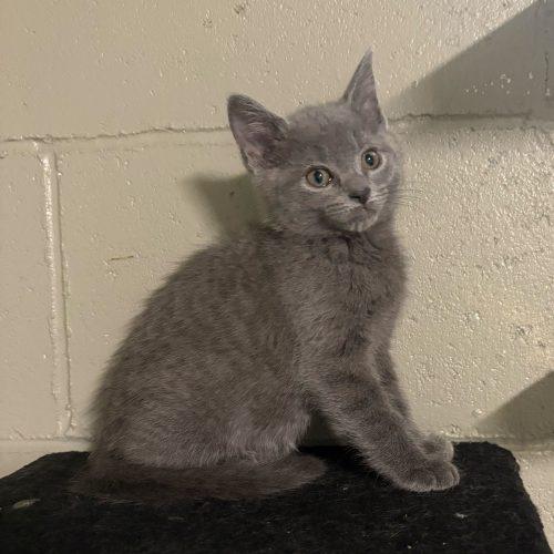 Enlarge Zora, a Adoptable Domestic Short Hair in Toms River, NJ image 3/5