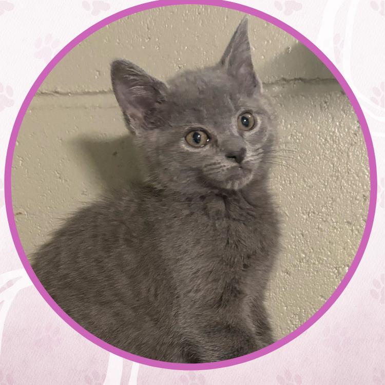 Enlarge Zora, a Adoptable Domestic Short Hair in Toms River, NJ image 4/5