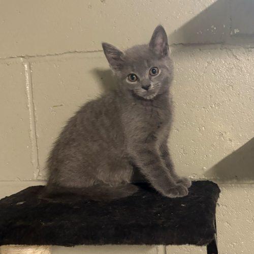 Enlarge Zora, a Adoptable Domestic Short Hair in Toms River, NJ image 5/5