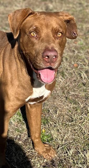 MARQUISE, Adoptable, Adult Male Pit Bull Terrier & Mixed Breed.