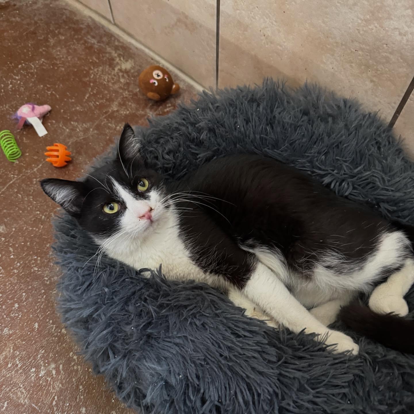 Enlarge Robin, an adoptable Domestic Short Hair in Rossville, TN image 1/6