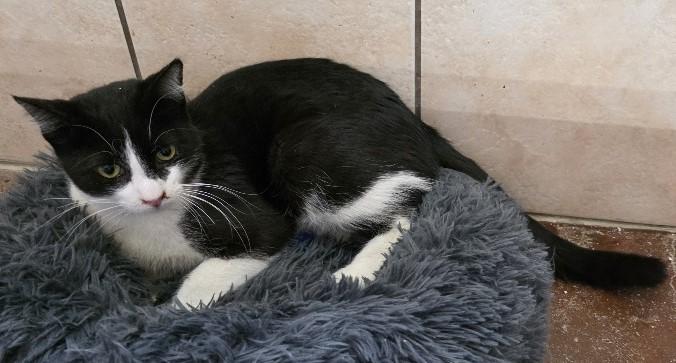 Enlarge Robin, an adoptable Domestic Short Hair in Rossville, TN image 5/6