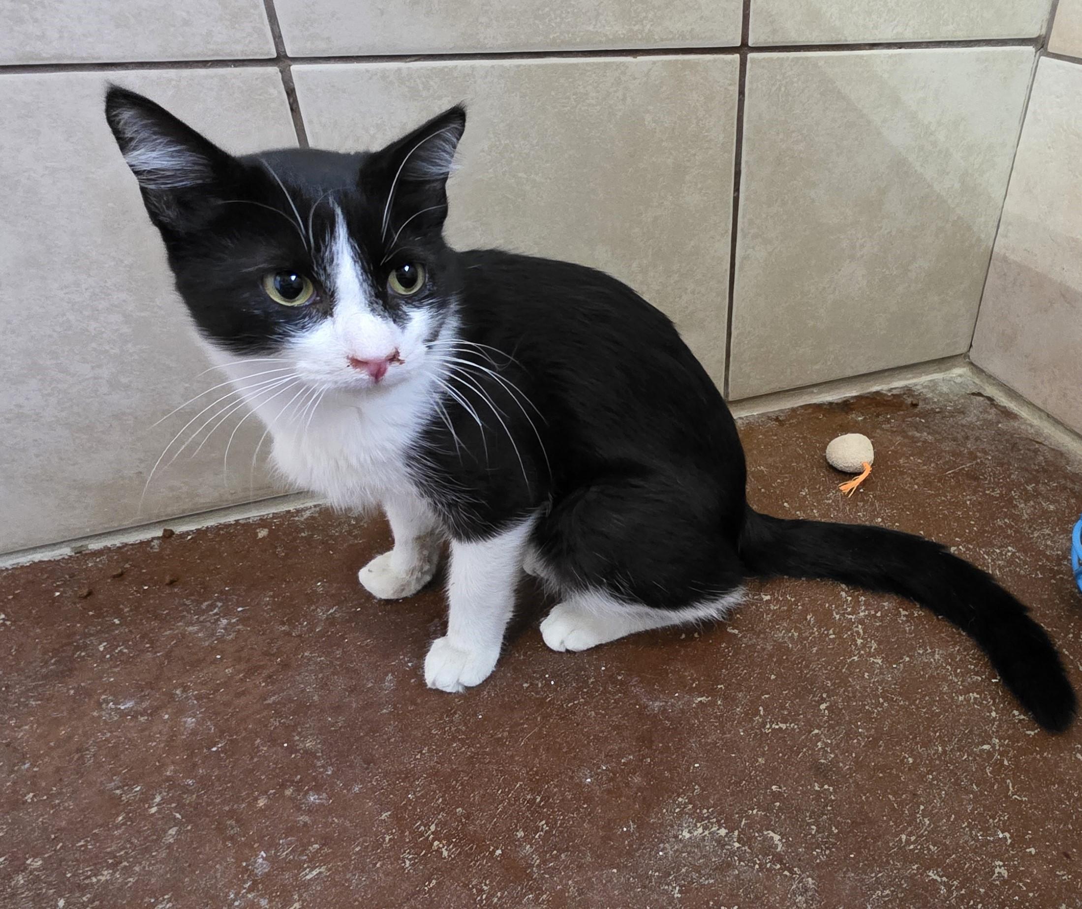 Enlarge Robin, an adoptable Domestic Short Hair in Rossville, TN image 4/6