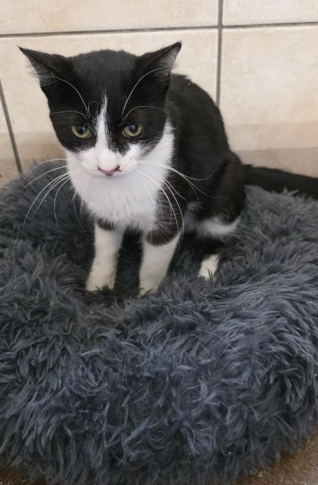 Enlarge Robin, an adoptable Domestic Short Hair in Rossville, TN image 3/6