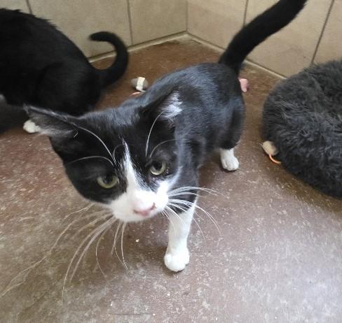 Enlarge Robin, an adoptable Domestic Short Hair in Rossville, TN image 6/6