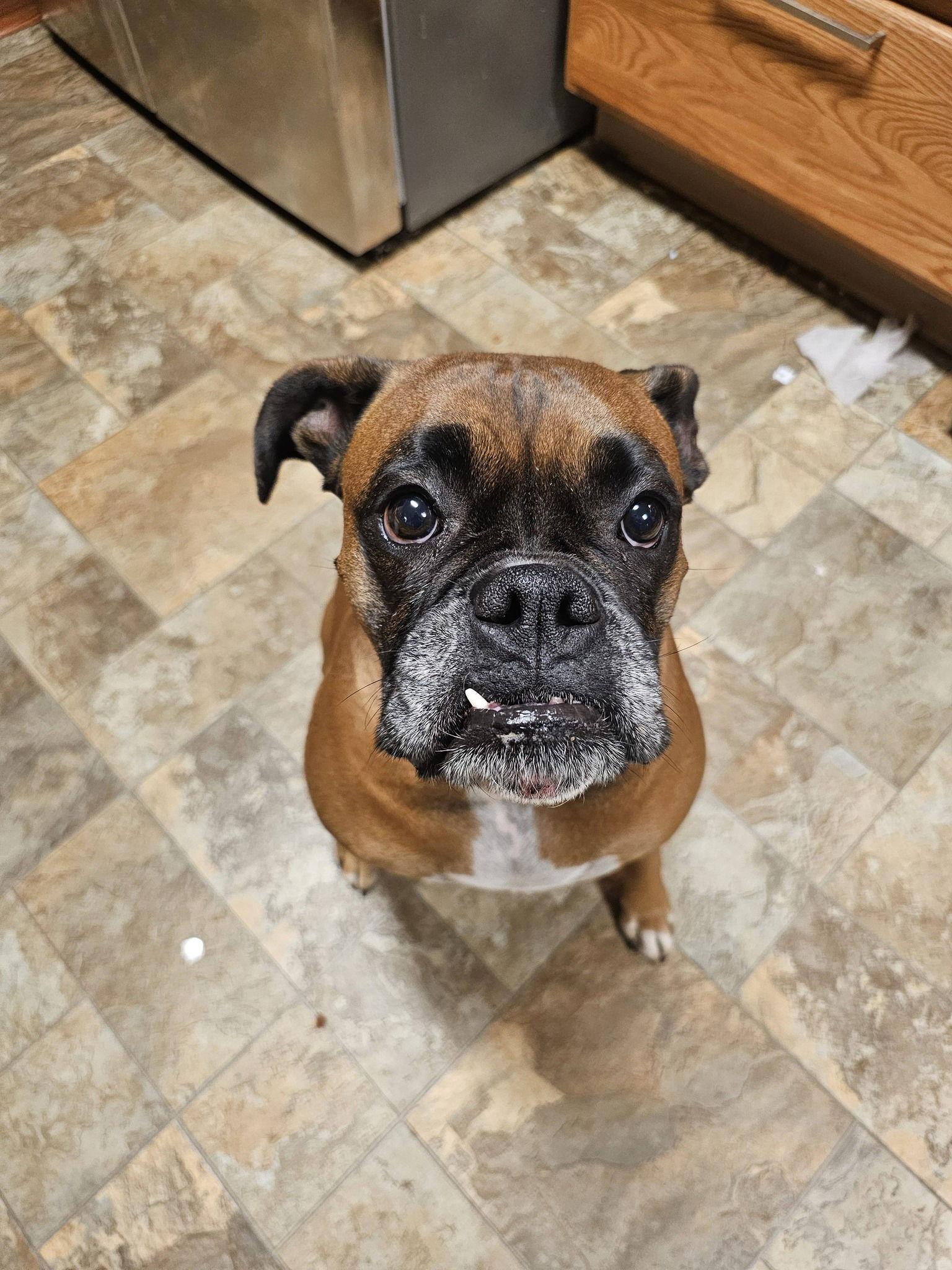 Littles, Adopted, Adult Female Boxer.