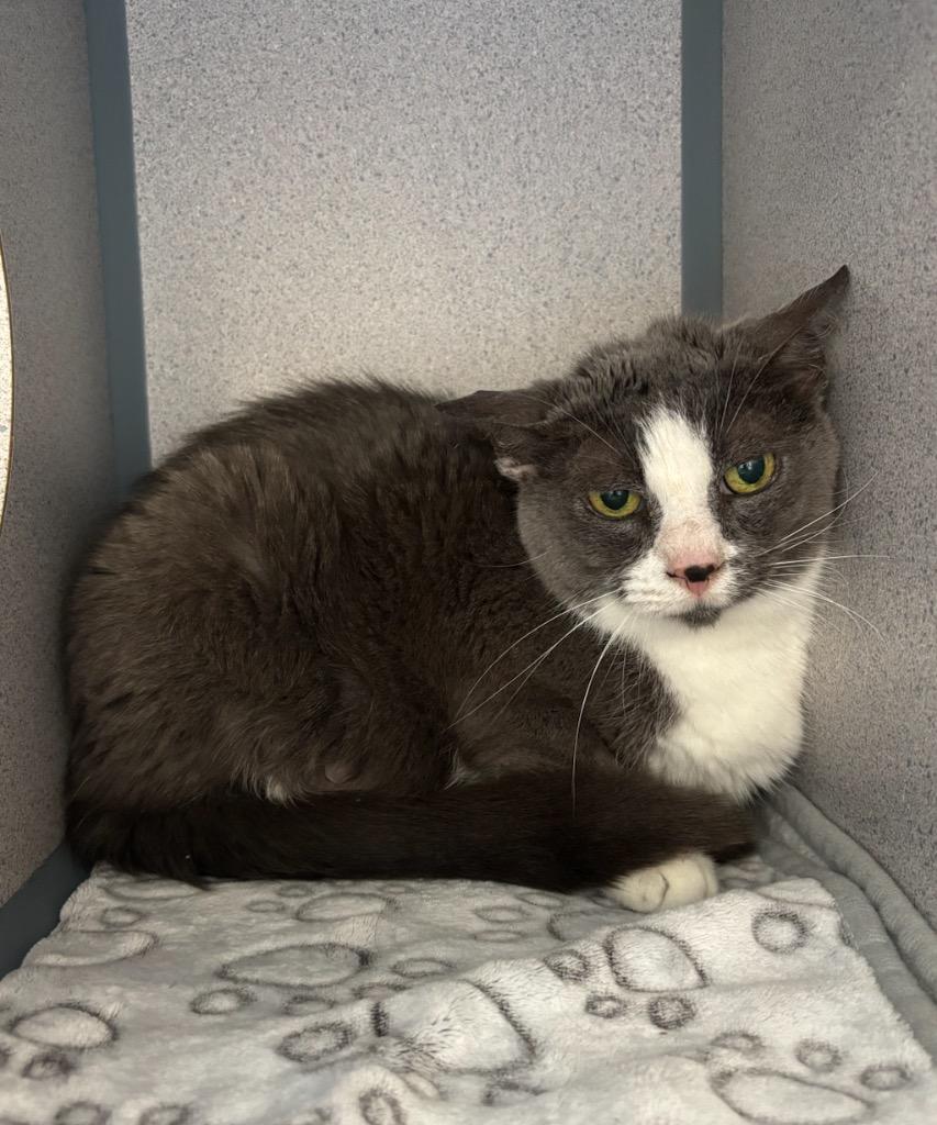 Tuna Sandwich, Adoptable, Adult Female Domestic Short Hair.