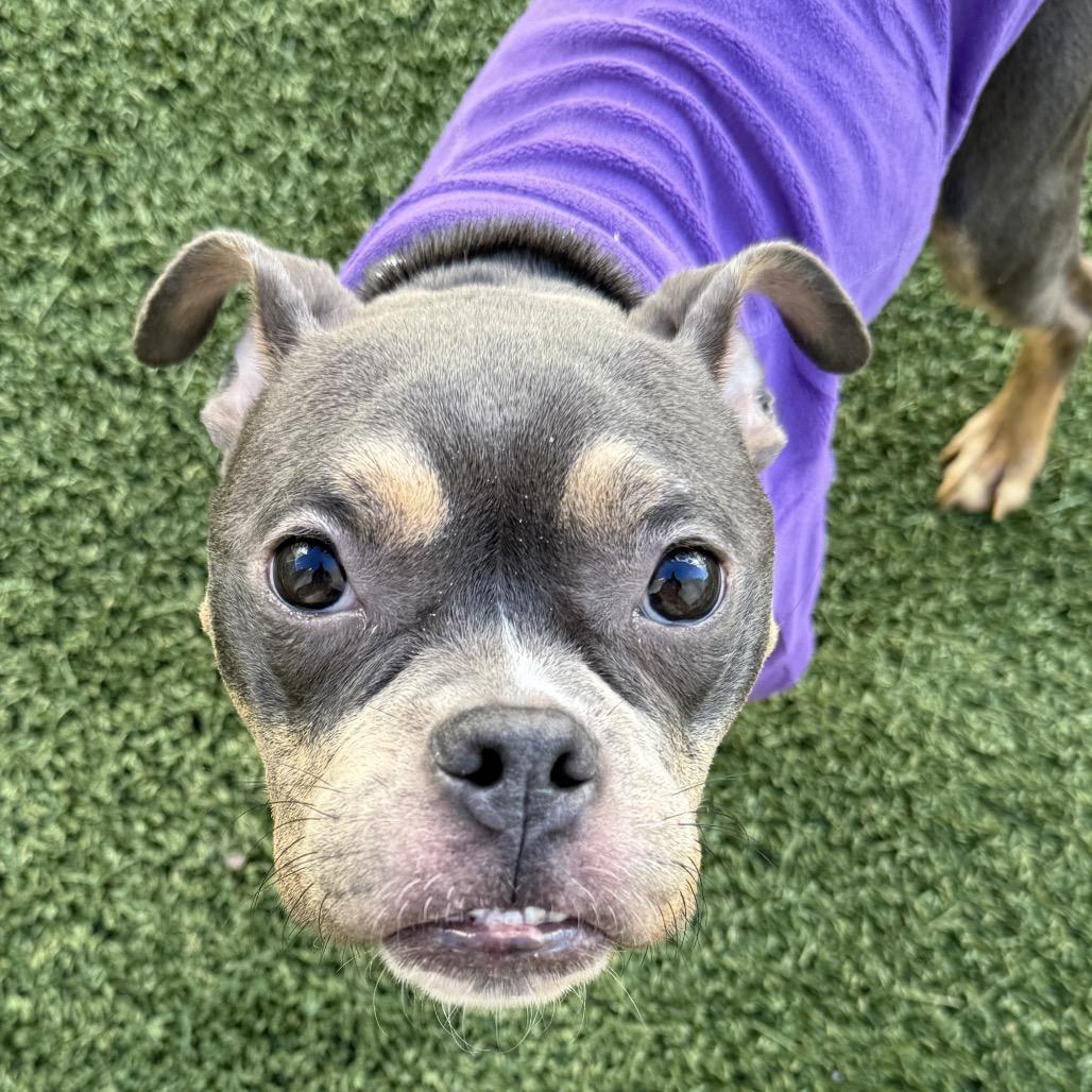 Enlarge Brigitta, a Adoptable Pit Bull Terrier in Los Angeles, CA image 1/3