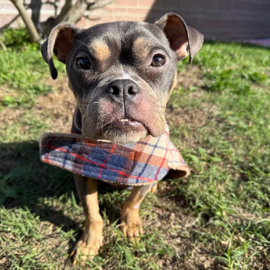 Enlarge Brigitta, a Adoptable Pit Bull Terrier in Los Angeles, CA image 2/3