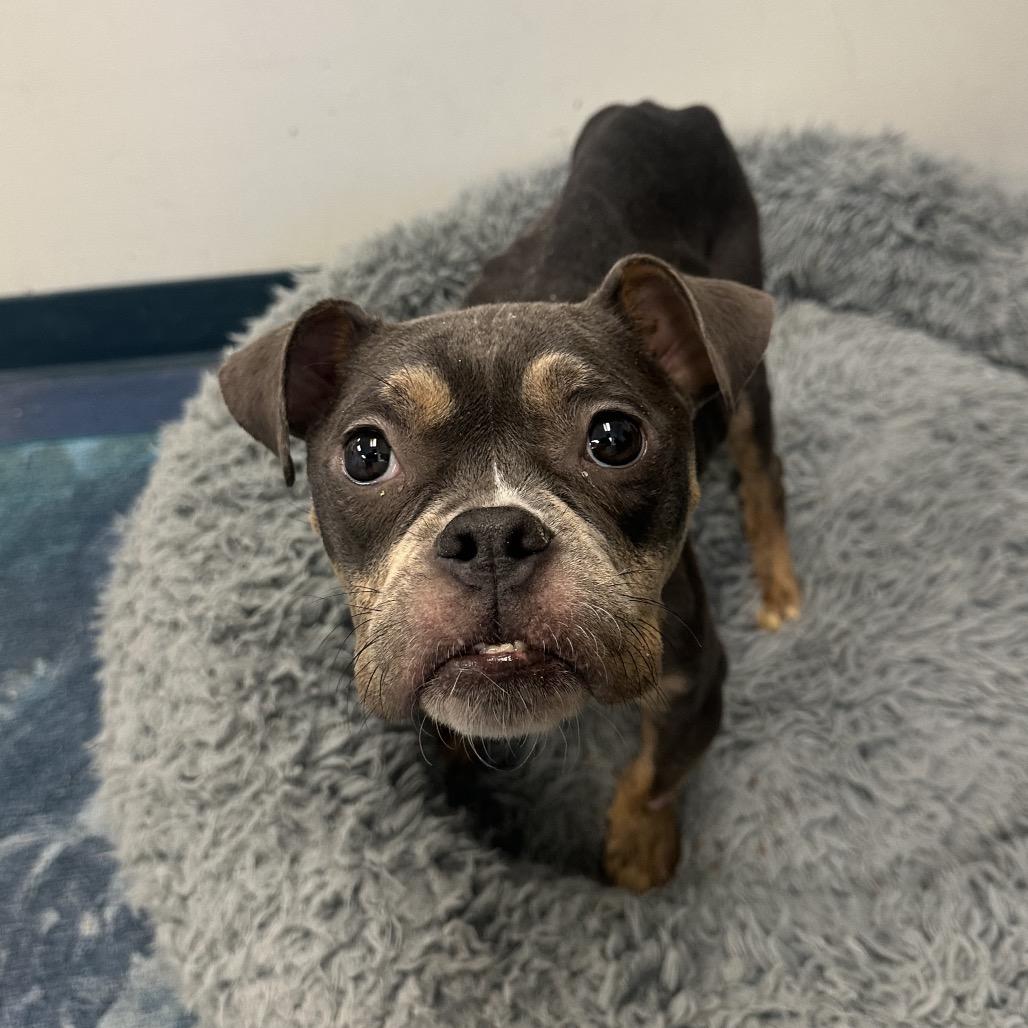 Enlarge Brigitta, a Adoptable Pit Bull Terrier in Los Angeles, CA image 3/3