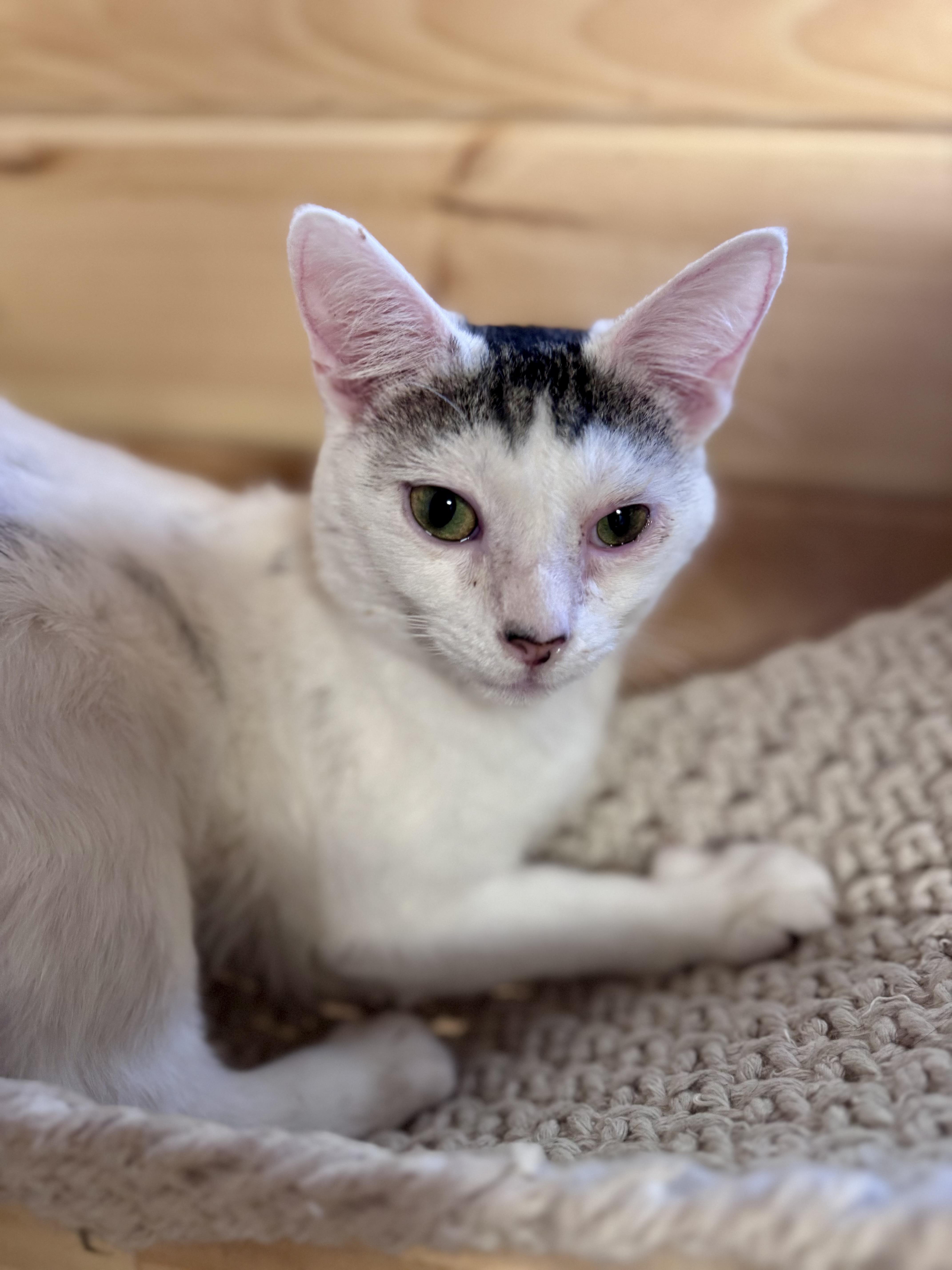 Enlarge Sweetie Pie, an adopted American Shorthair in Saint Augustine, FL image 3/3