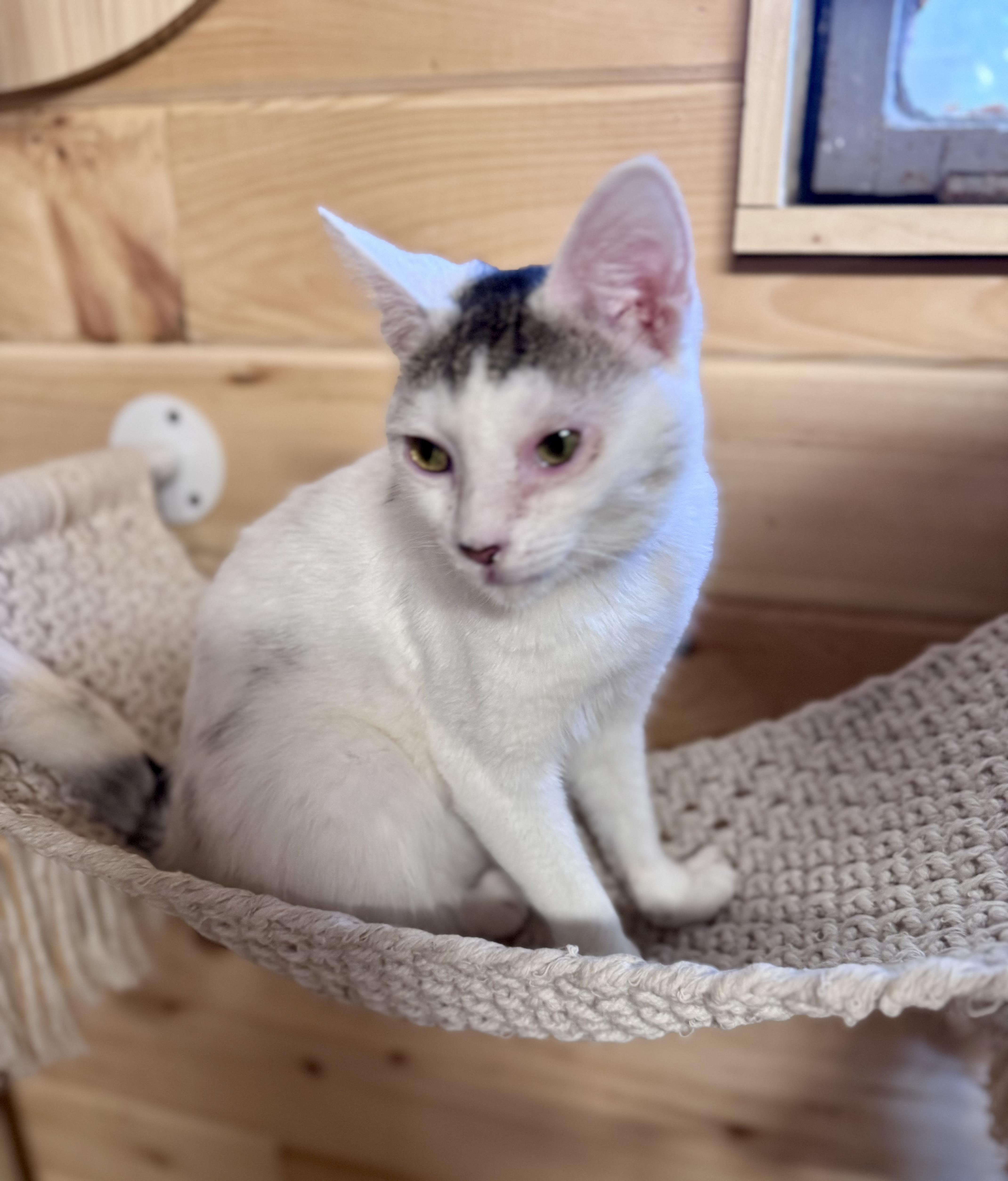 Enlarge Sweetie Pie, an adopted American Shorthair in Saint Augustine, FL image 1/3
