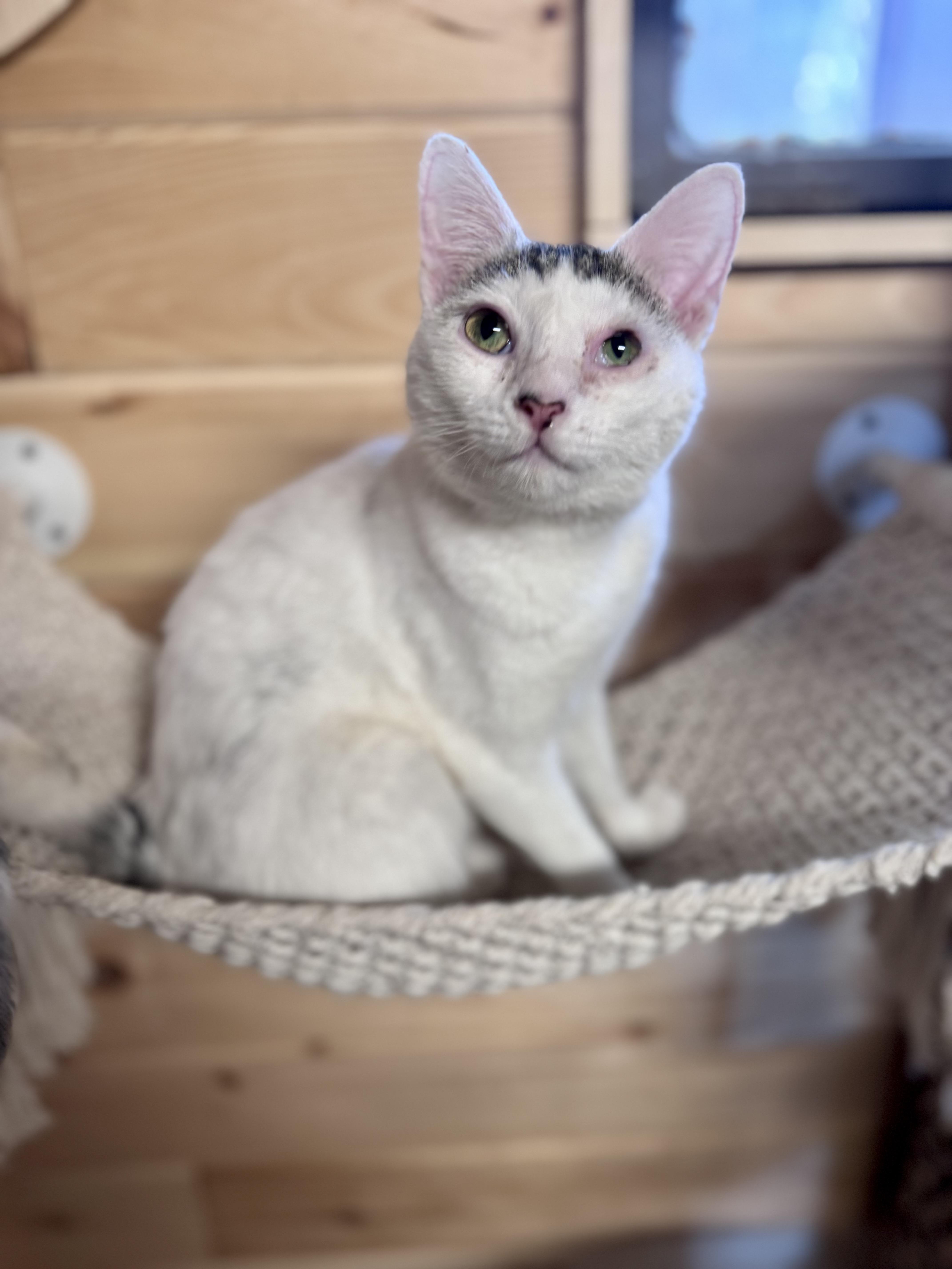 Enlarge Sweetie Pie, an adopted American Shorthair in Saint Augustine, FL image 2/3