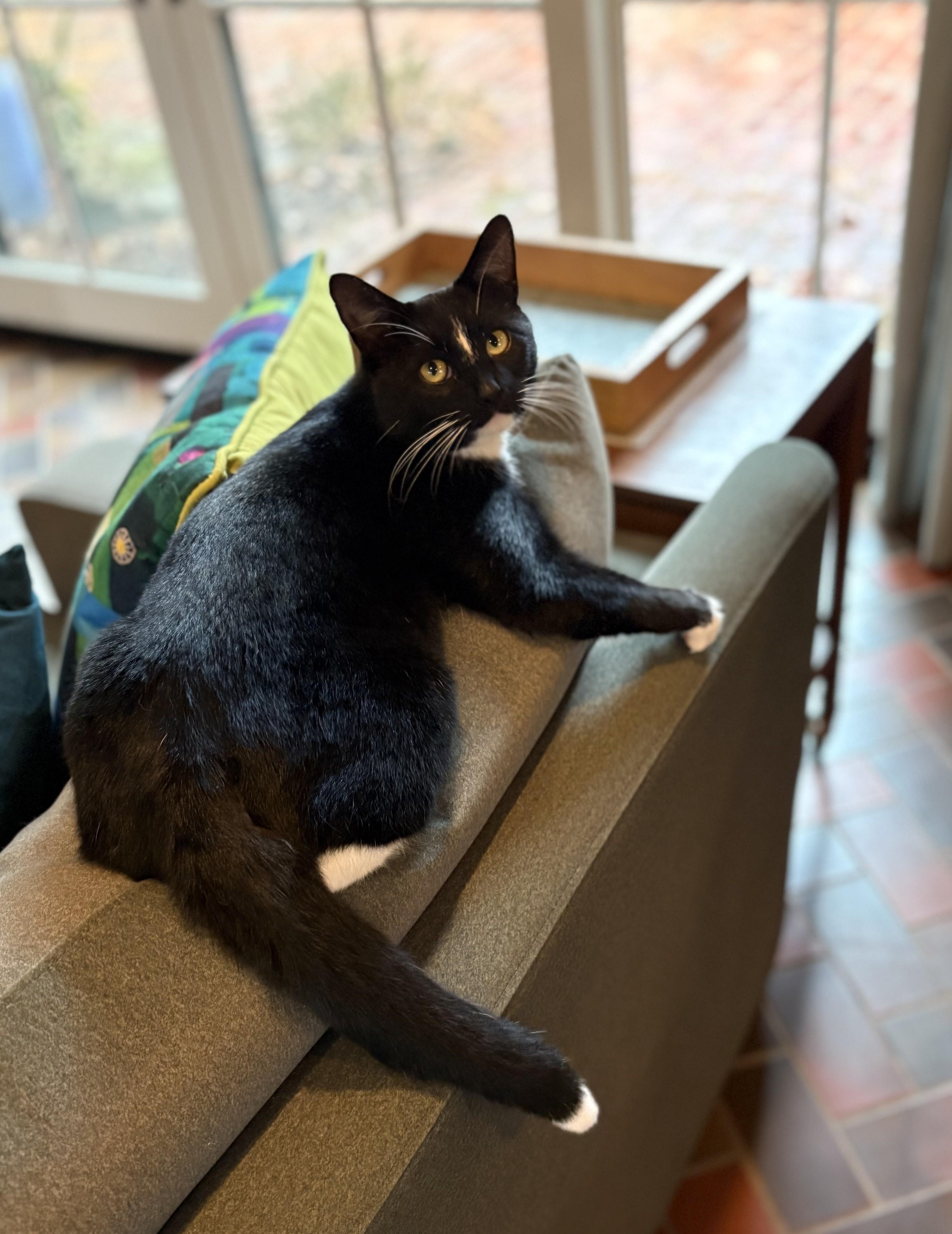 Enlarge Elvis, a ADOPTABLE American Shorthair in Hot Springs, AR image 4/6