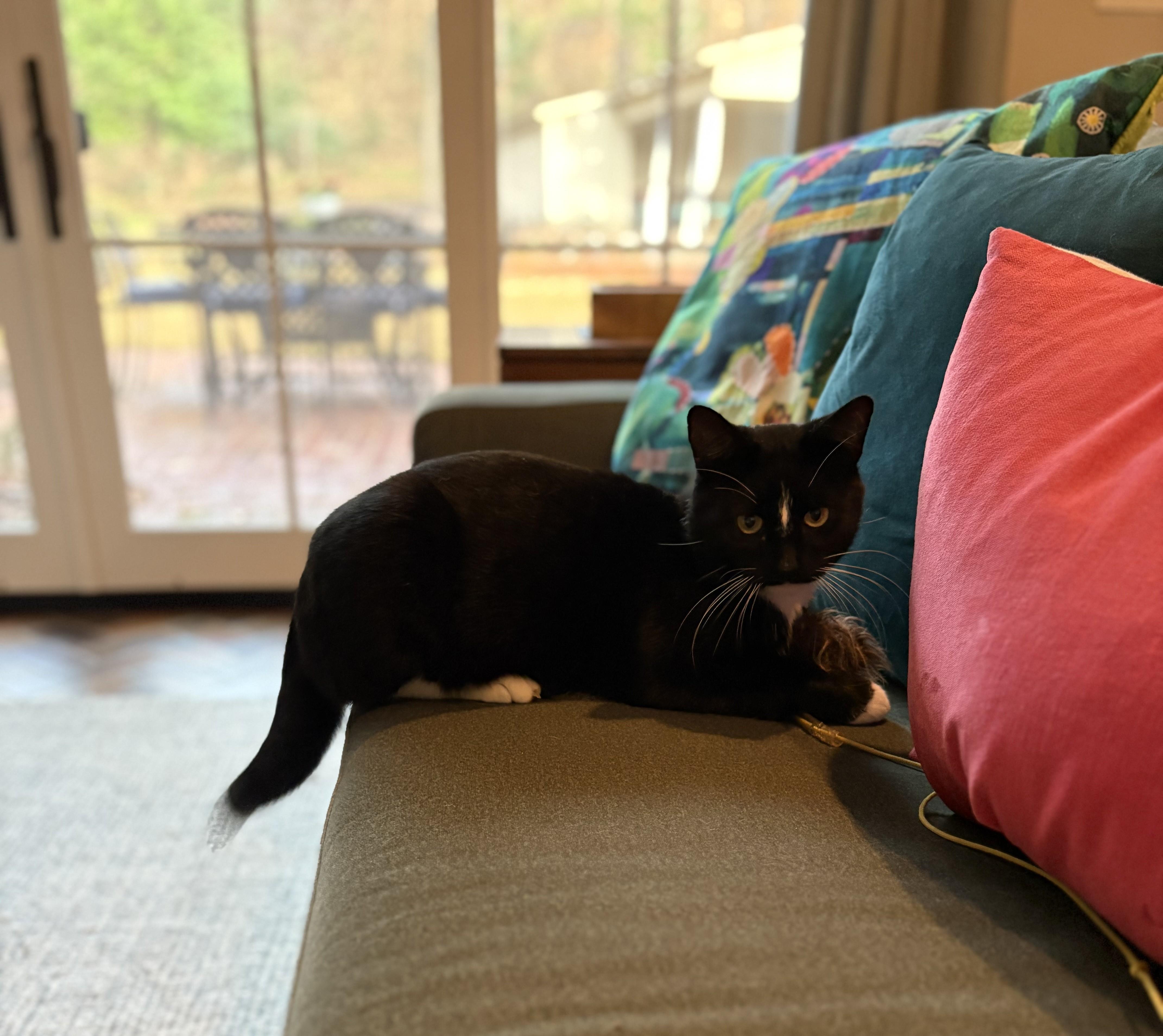 Enlarge Elvis, a ADOPTABLE American Shorthair in Hot Springs, AR image 3/6