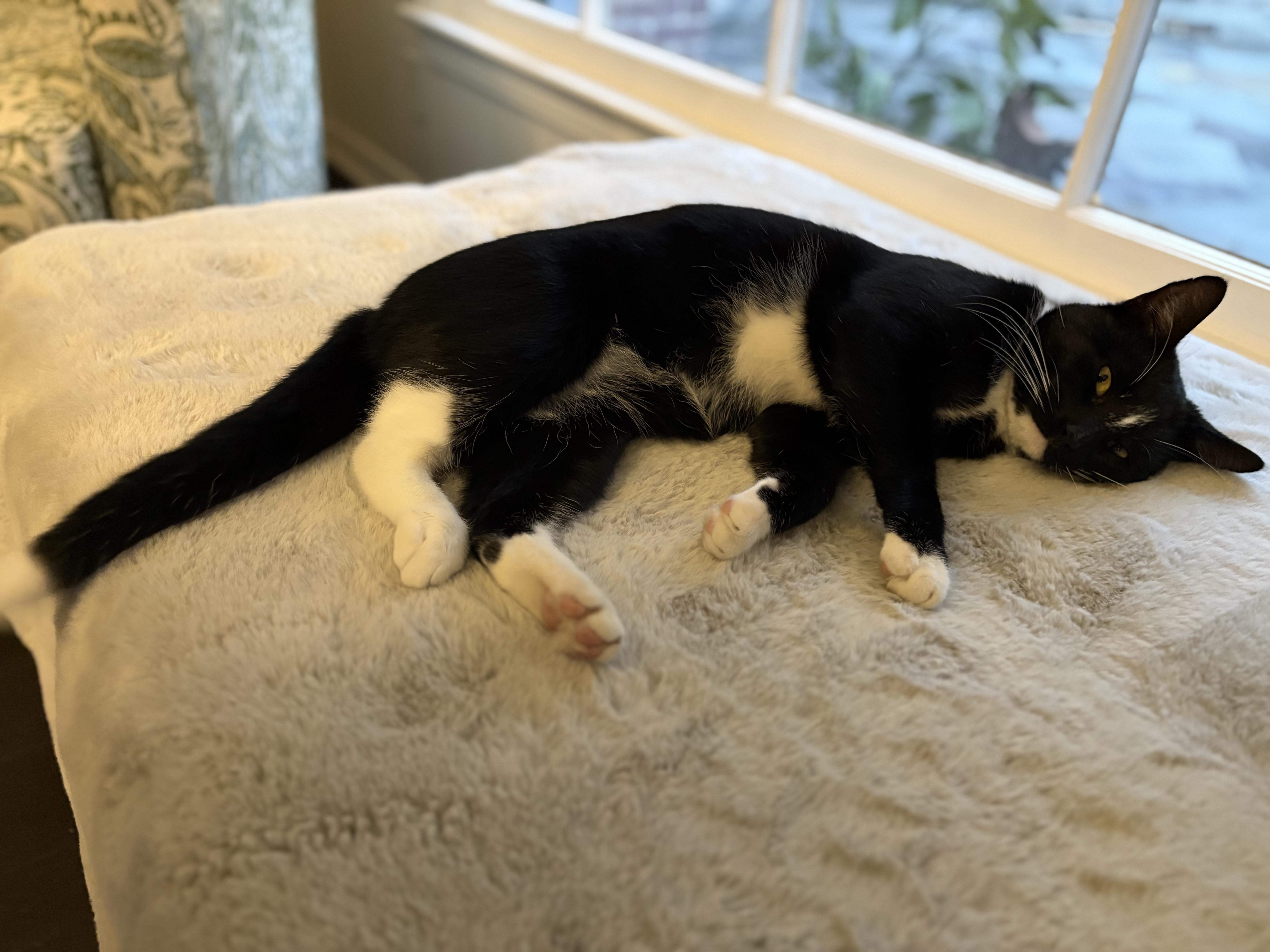 Enlarge Elvis, a ADOPTABLE American Shorthair in Hot Springs, AR image 2/6