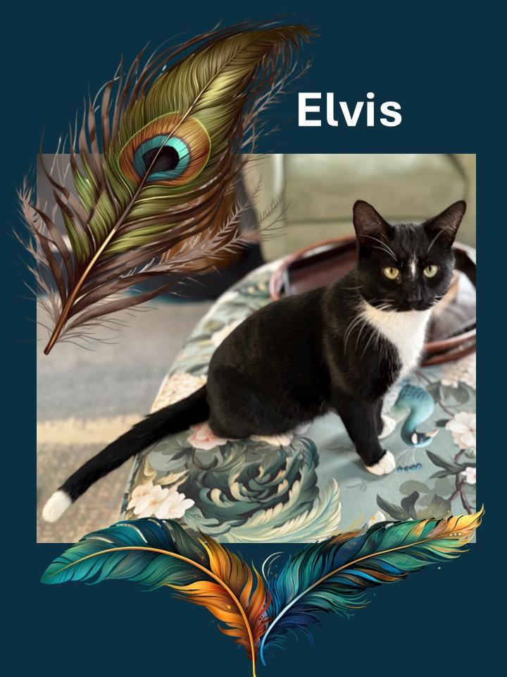 Elvis, ADOPTABLE, Young Male American Shorthair.