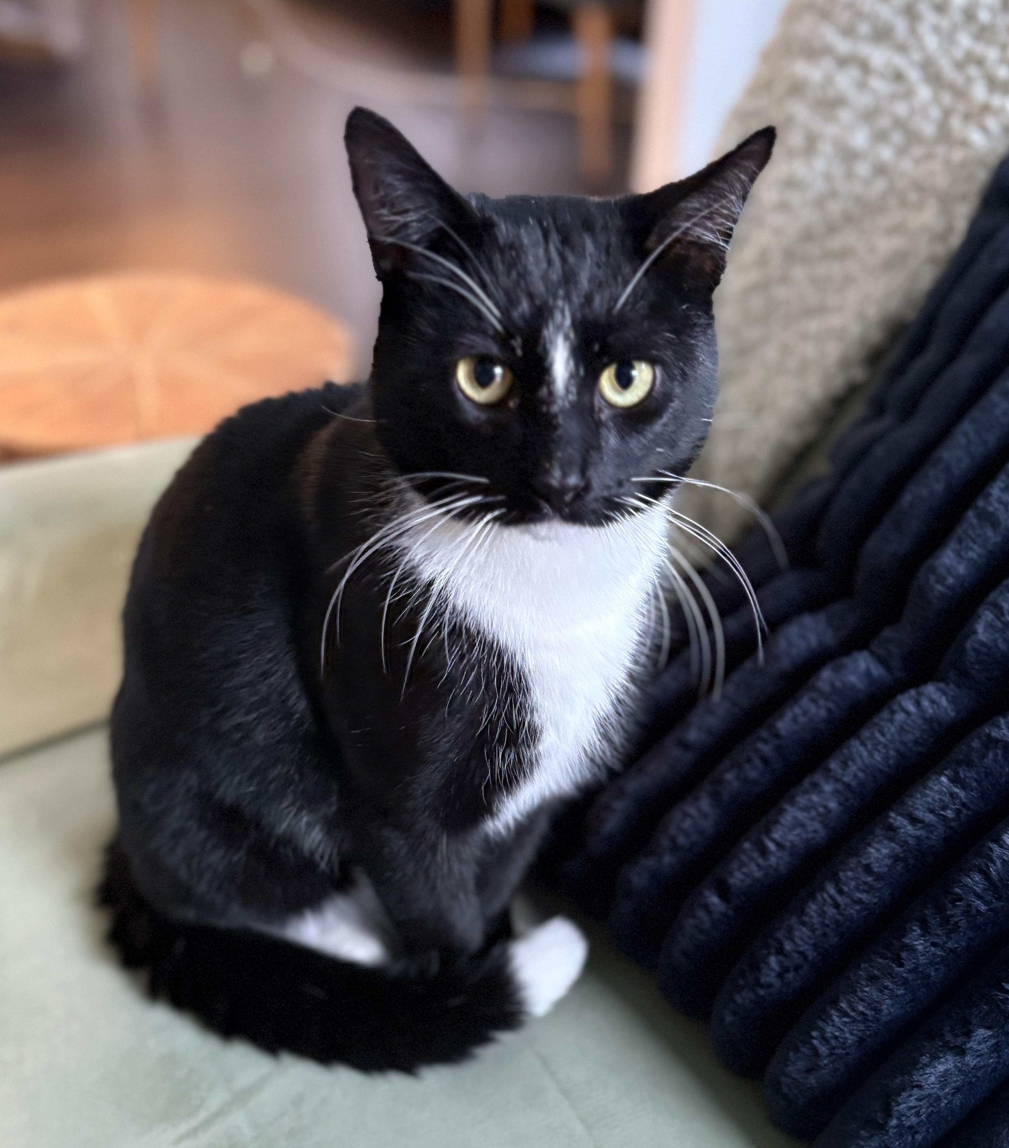 Enlarge Elvis, a ADOPTABLE American Shorthair in Hot Springs, AR image 5/6